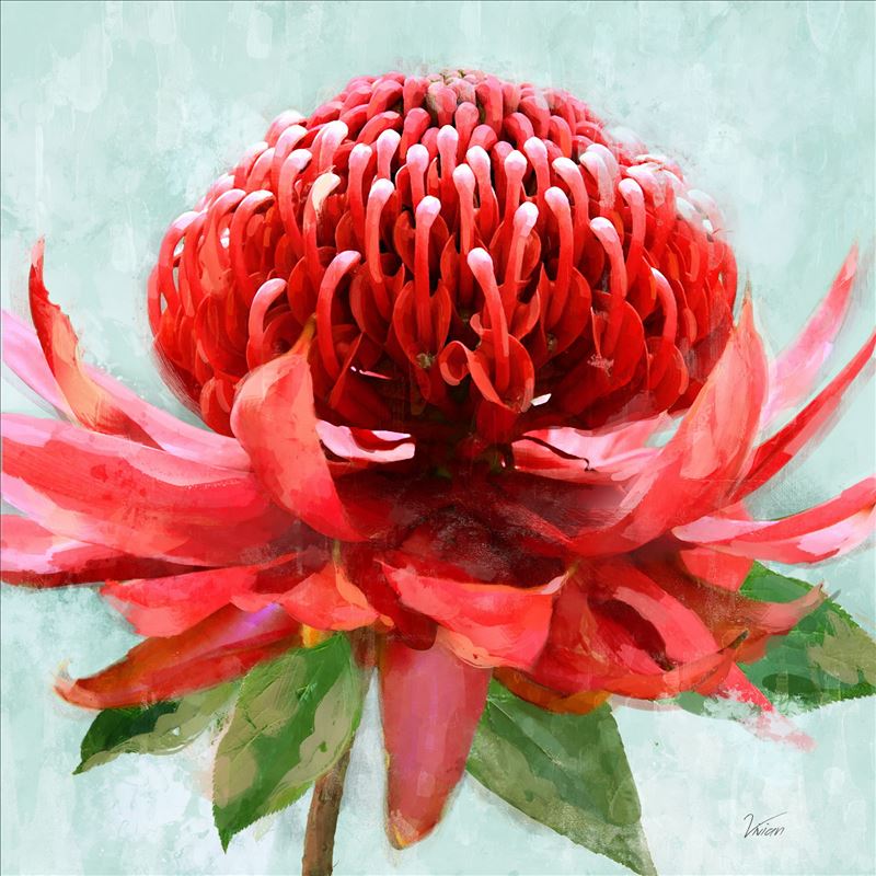 Australian Waratah Flower Framed Canvas Print Wall Art 80 x 80 cm | Dalisay