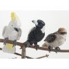 Australian Birds Pot Sitters - Kookaburra Cockatoo Magpie