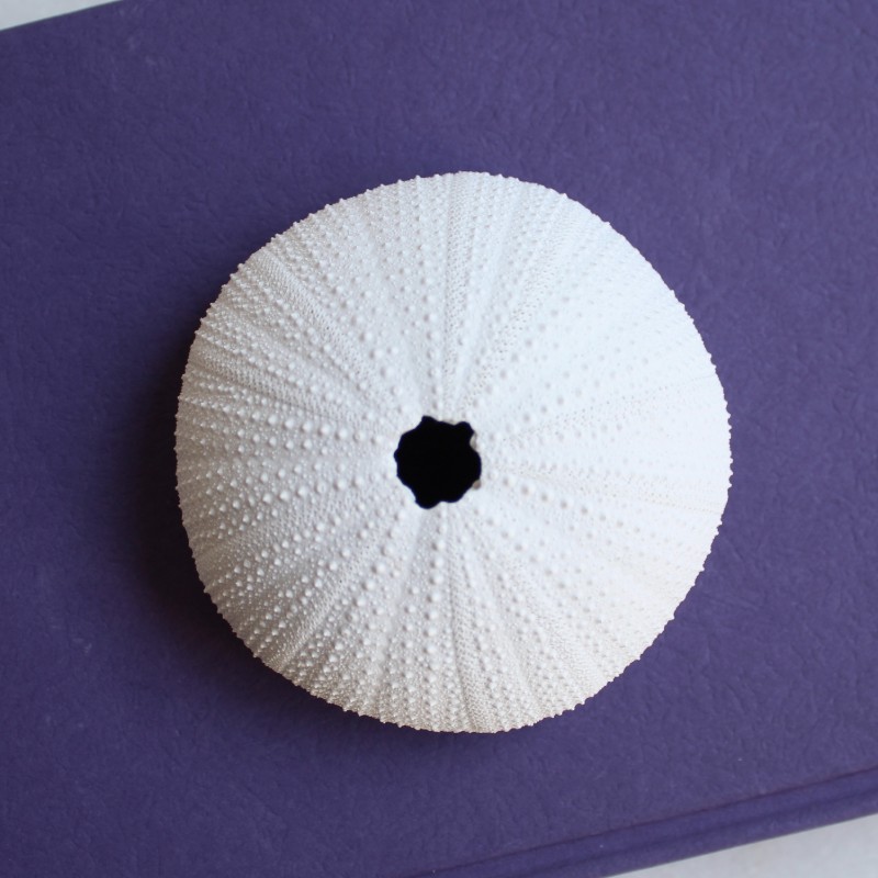 Coastal White Urchin Decor Ornament - Set of 3
