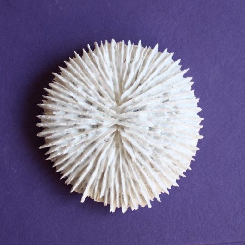 Coastal White Urchin Decor Ornament - Set of 3