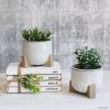 Natural White Succulent Footed Planter Pot - Set of 2