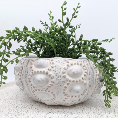 Coastal Ivory Urchin Bowl Planter Pot