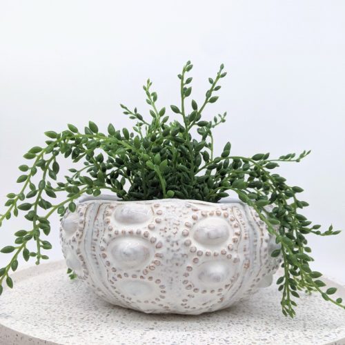 Coastal Ivory Urchin Bowl Planter Pot