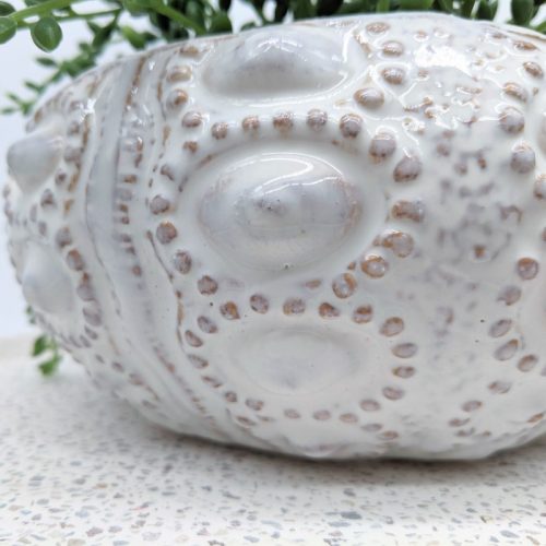 Coastal Ivory Urchin Bowl Planter Pot