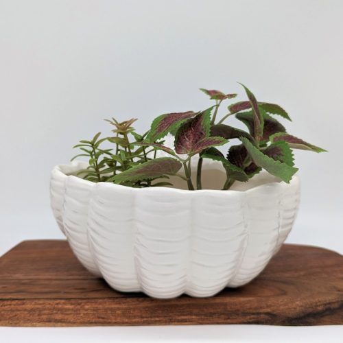 White Clam Shell Ceramic Planter Pot