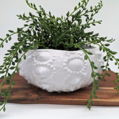 Coastal White Anemone Urchin Bowl Planter Pot