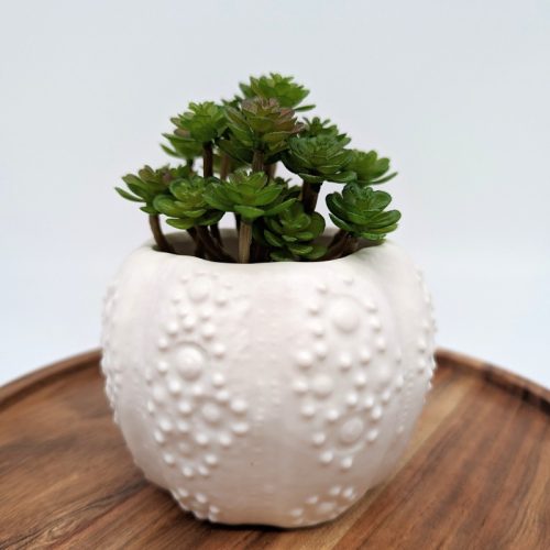 Coastal White Urchin Succulent Planter Pot
