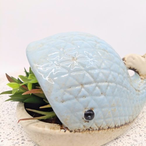 Whale Succulent Planter Pot