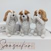 No Evil See Hear Speak Spaniel Dog Figurine